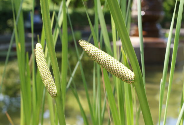 跡見群芳譜(野草譜 ショウブ)